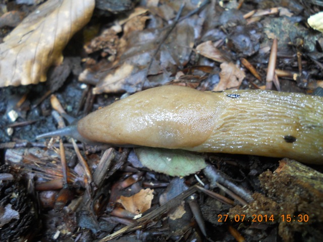 Limax aldrovandi Moquin-Tandon 1855 da Porcigliola (MS)